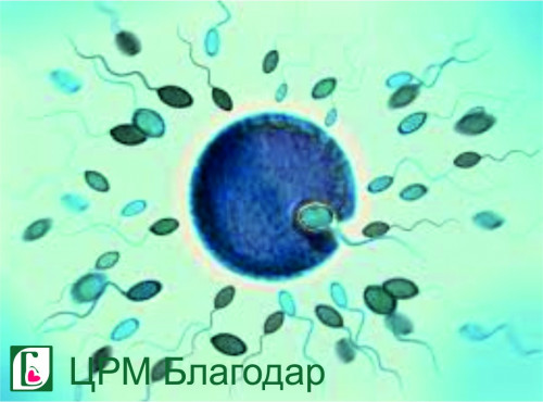 Олигоспермия фото