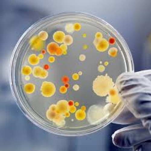 Уреаплазма: риски для фертильности и беременности фото