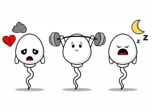 Життєздатність сперматозоїдів: що треба знати? фото